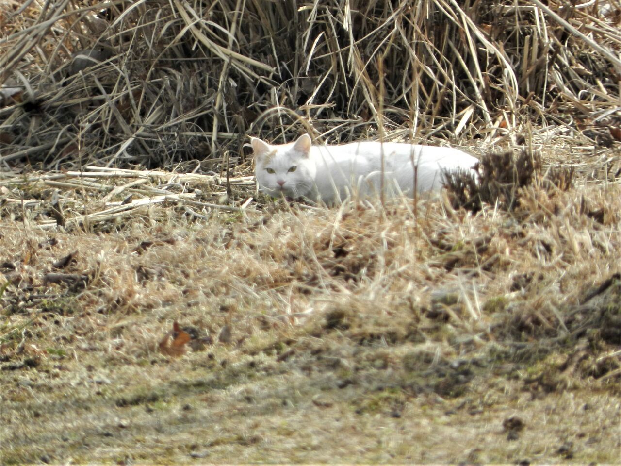 再販睨む猫 Cruzenunes Com Br