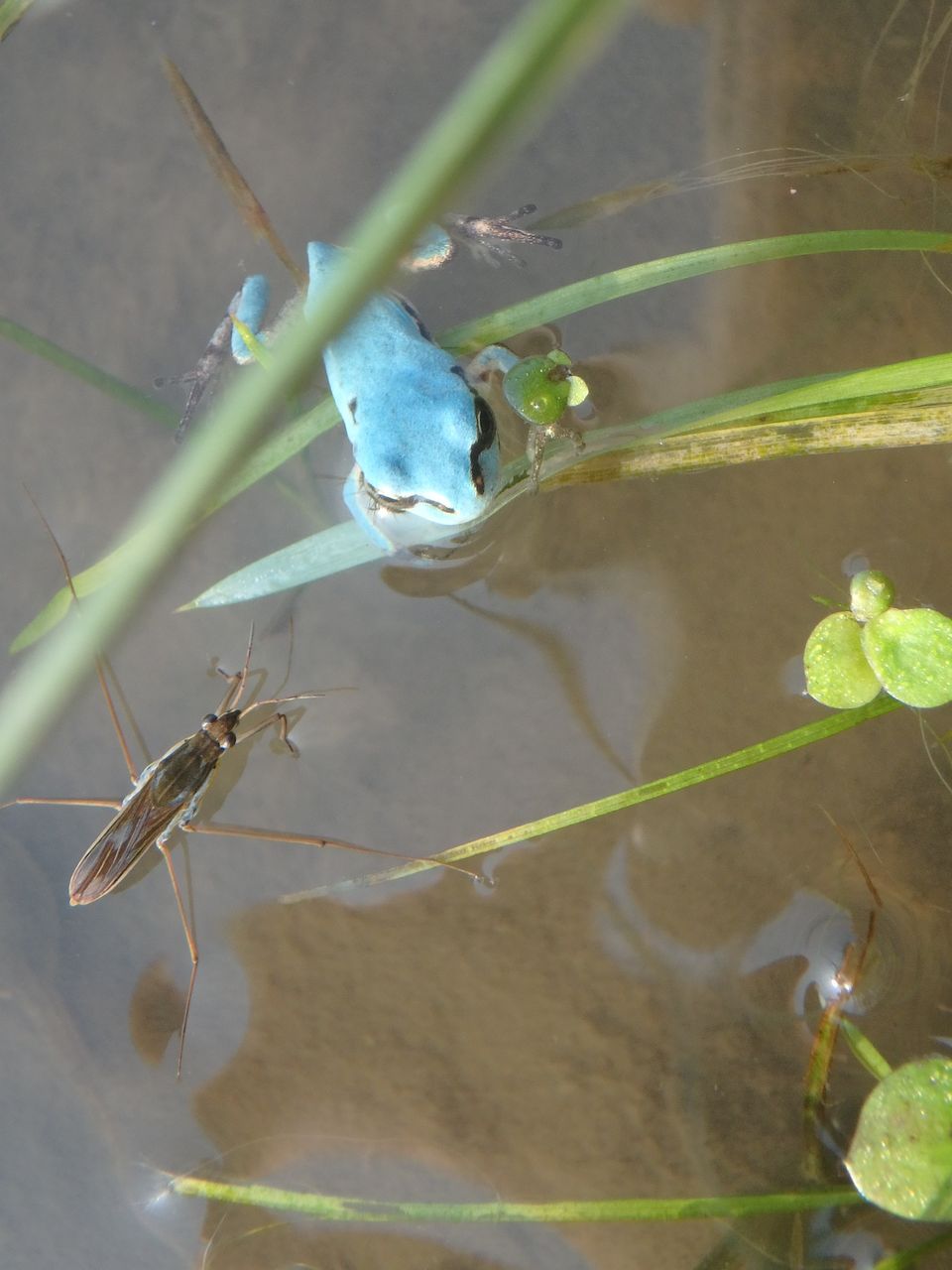 水色のアマガエル 大小迫 つむぎの家 水色のアマガエル 大小迫 つむぎの家