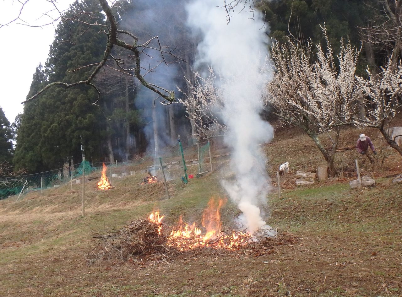 ネズミの赤ちゃん ハタネズミ 大小迫 つむぎの家