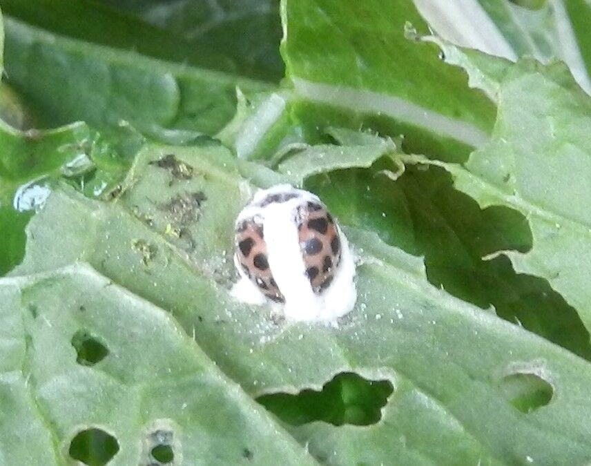冬虫 冬虫夏草 クワガタ ニジュウヤホシテントウ 冬虫夏草 大小迫