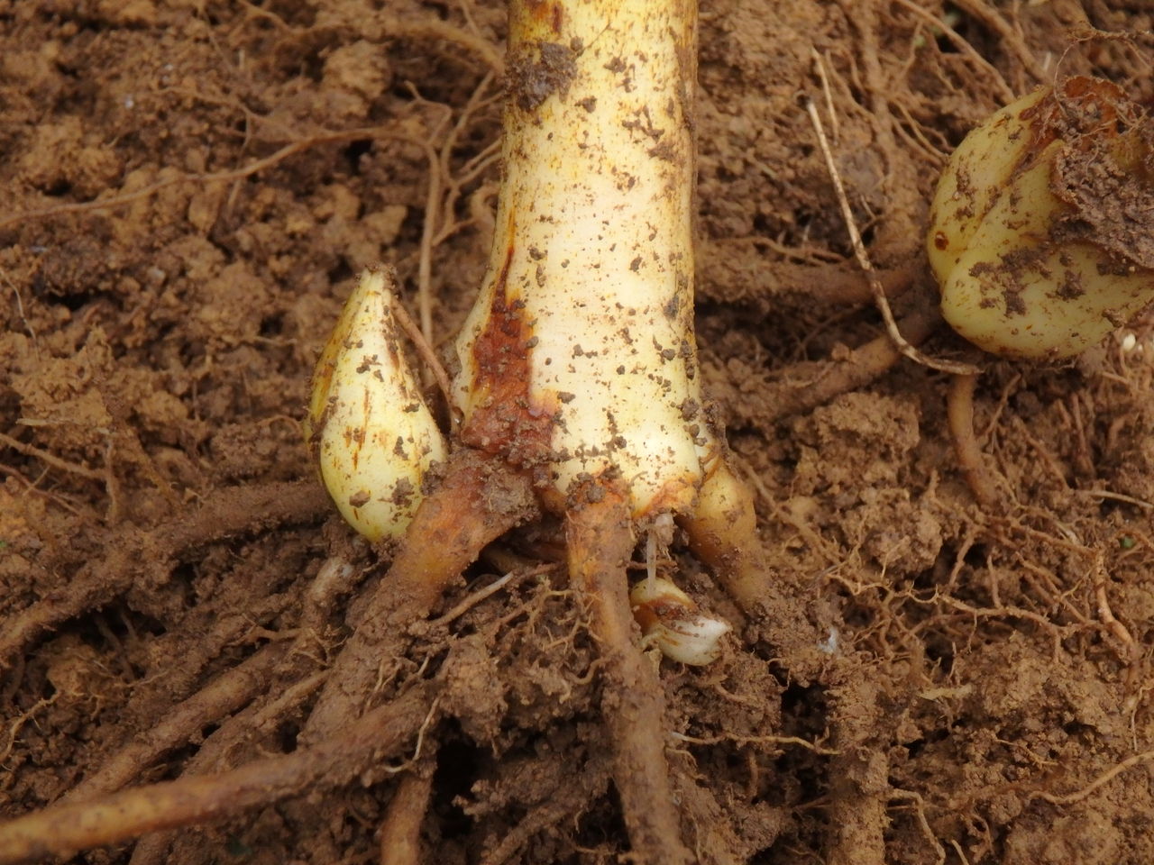 鱗茎を食べる オオウバユリ 大小迫 つむぎの家