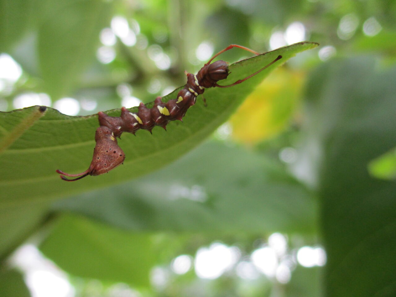 シャチホコガ の幼虫 大小迫 つむぎの家