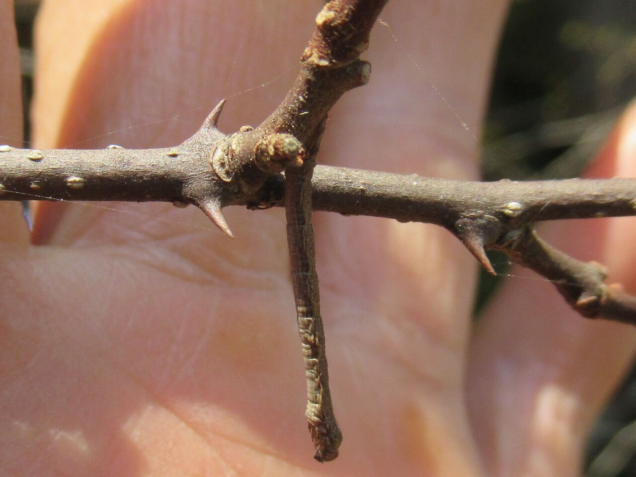 擬態した幼虫 エダシャク 大小迫 つむぎの家 擬態した幼虫 エダシャク 大小迫 つむぎの家