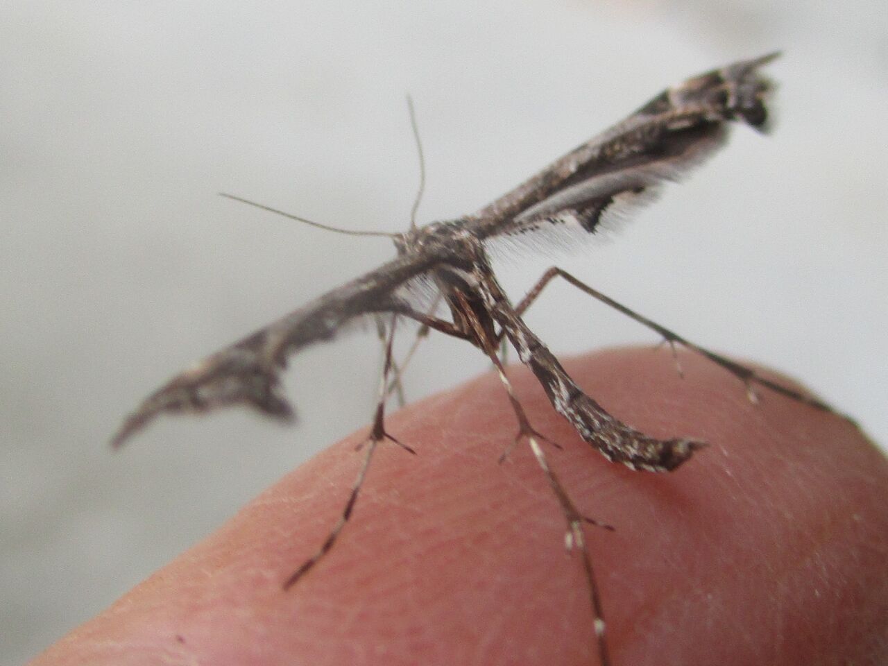 晩秋の虫 大小迫 つむぎの家 晩秋の虫 大小迫 つむぎの家