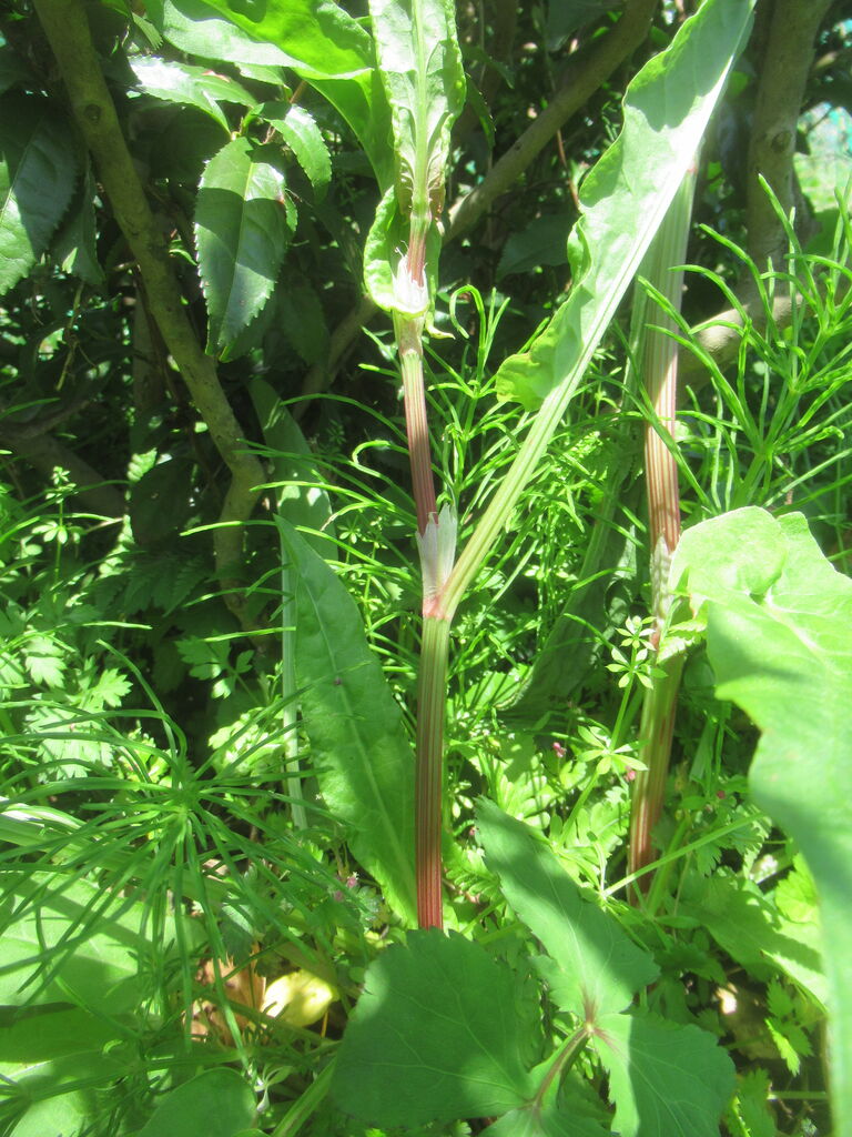 思いでの野草 スイバ 大小迫 つむぎの家 思いでの野草 スイバ 大小迫 つむぎの家
