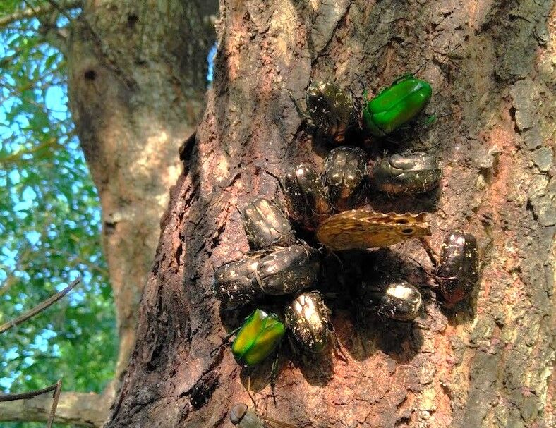 樹液に集まる昆虫たち : 大小迫 つむぎの家