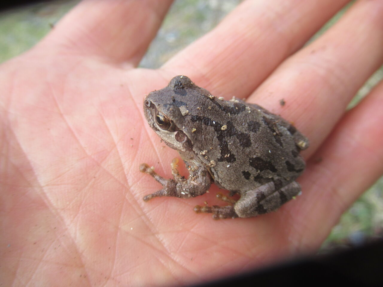 冬眠から覚めた アマガエル その2 大小迫 つむぎの家