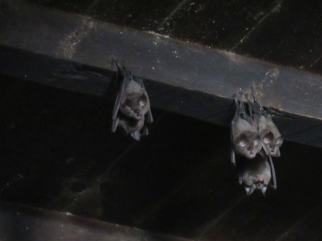 キクガシラコウモリ の交尾 大小迫 つむぎの家