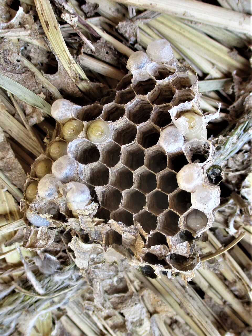 クロスズメバチが稲わらで営巣 : 大小迫 つむぎの家