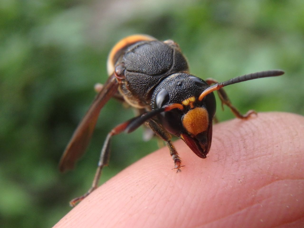 狩りバチ エントツドロバチ 大小迫 つむぎの家
