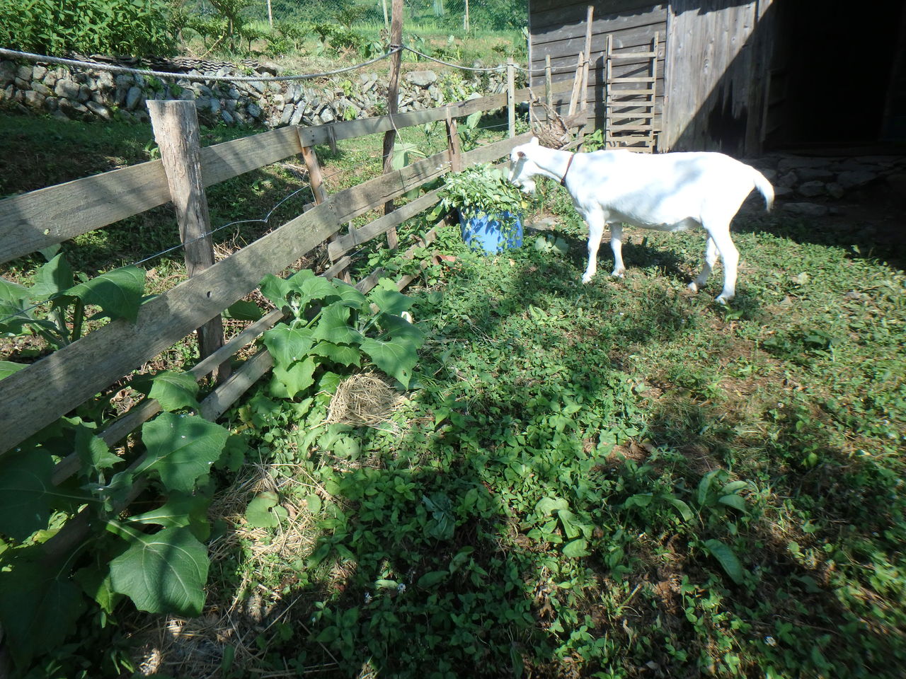 ヤギの除草効果は 大小迫 つむぎの家 ヤギの除草効果は 大小迫 つむぎの家