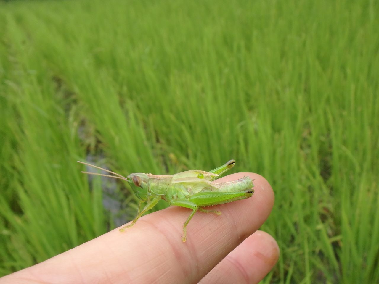 イナゴの脱皮 除草作業その２ 大小迫 つむぎの家