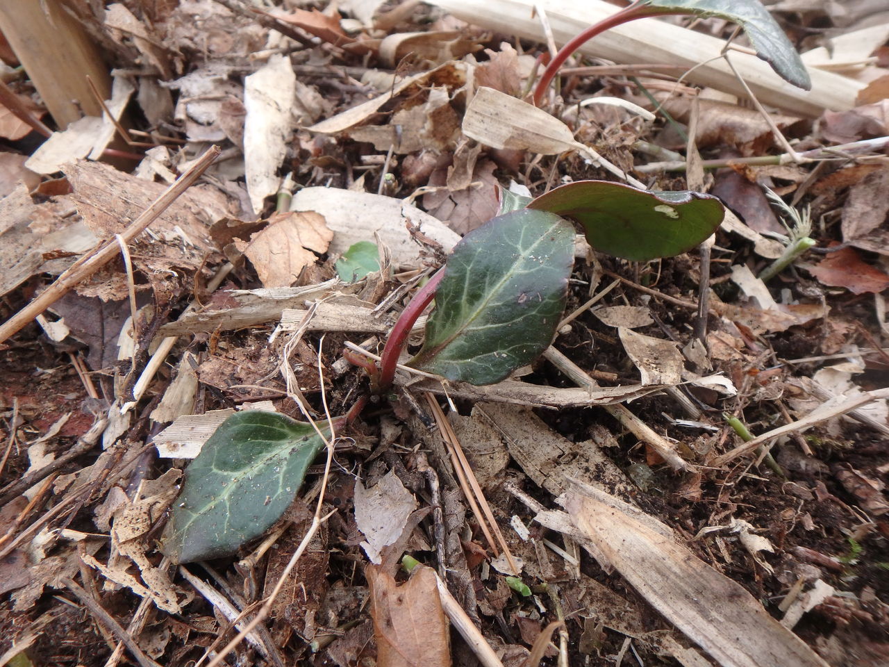 草花 大小迫 つむぎの家