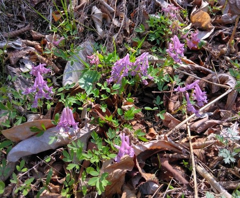 ヤマエンゴサク