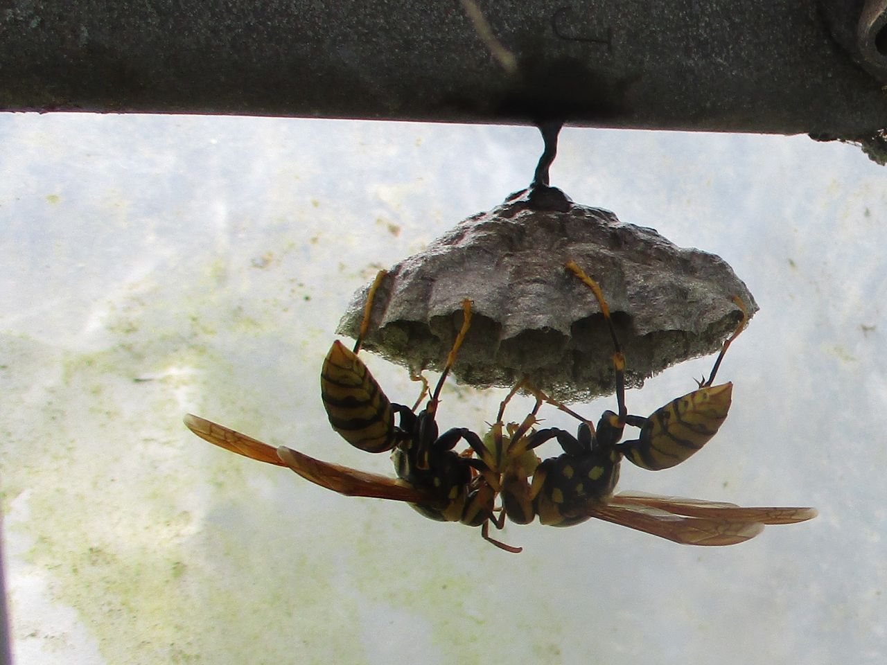 キアシナガバチの巣作り その８ 大小迫 つむぎの家