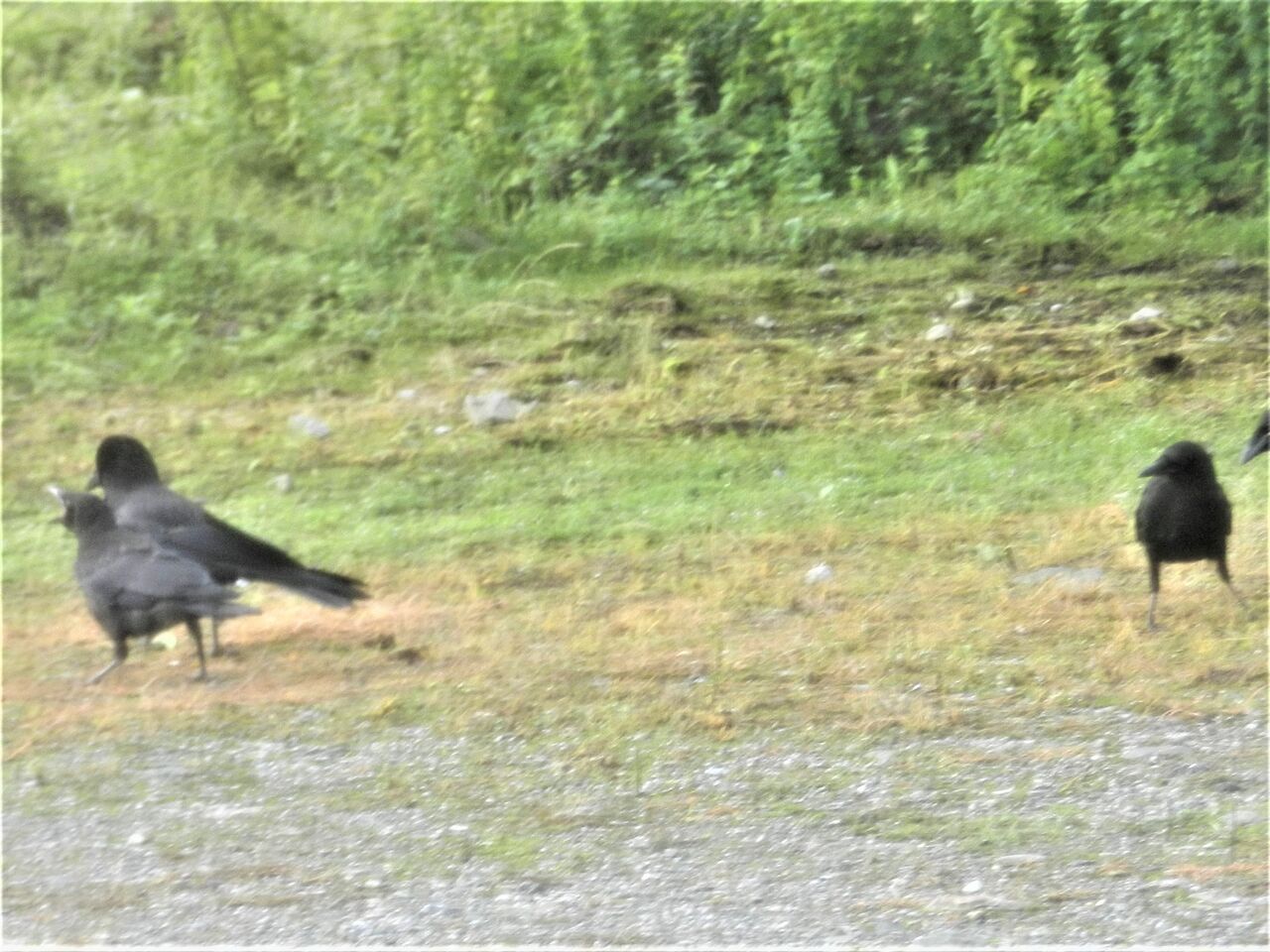 ハシボソガラスの子育て その2 大小迫 つむぎの家 ハシボソガラスの子育て その2 大小迫 つむぎの家