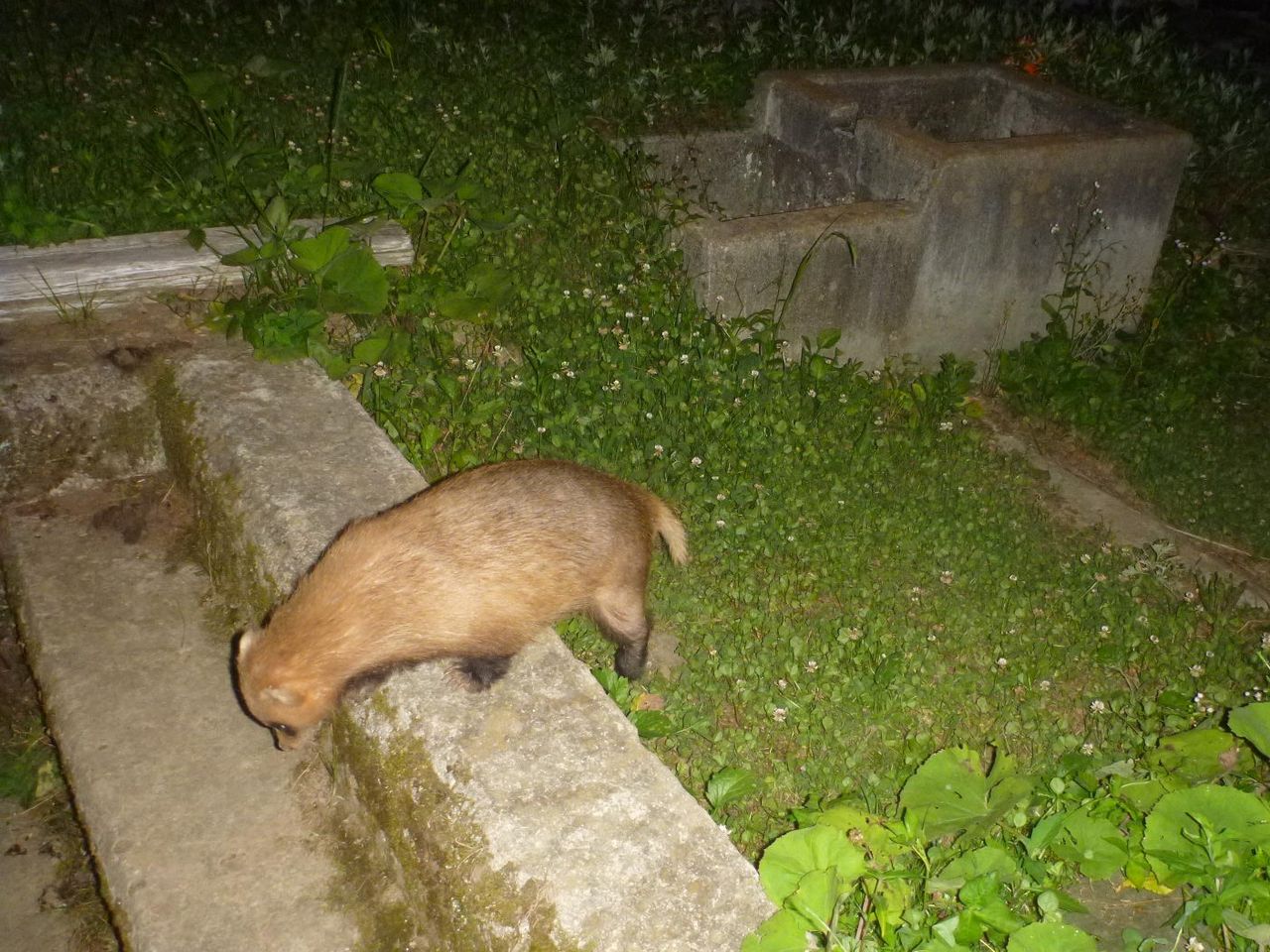 里山の動物 アナグマ 大小迫 つむぎの家 里山の動物 アナグマ 大小迫 つむぎの家