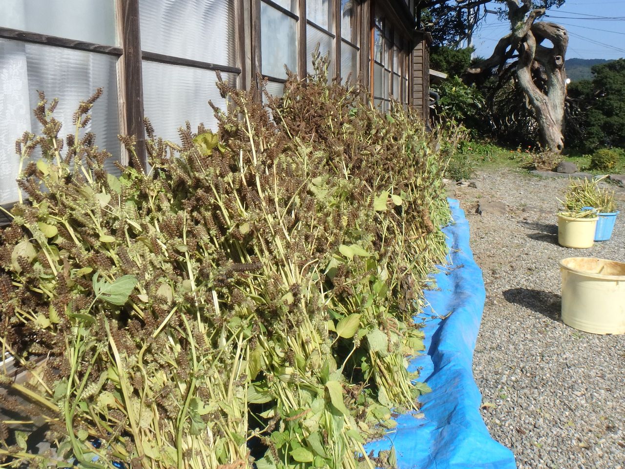 エゴマの収穫ーエゴマの花は昆虫たちのレストランー 大小迫 つむぎの家