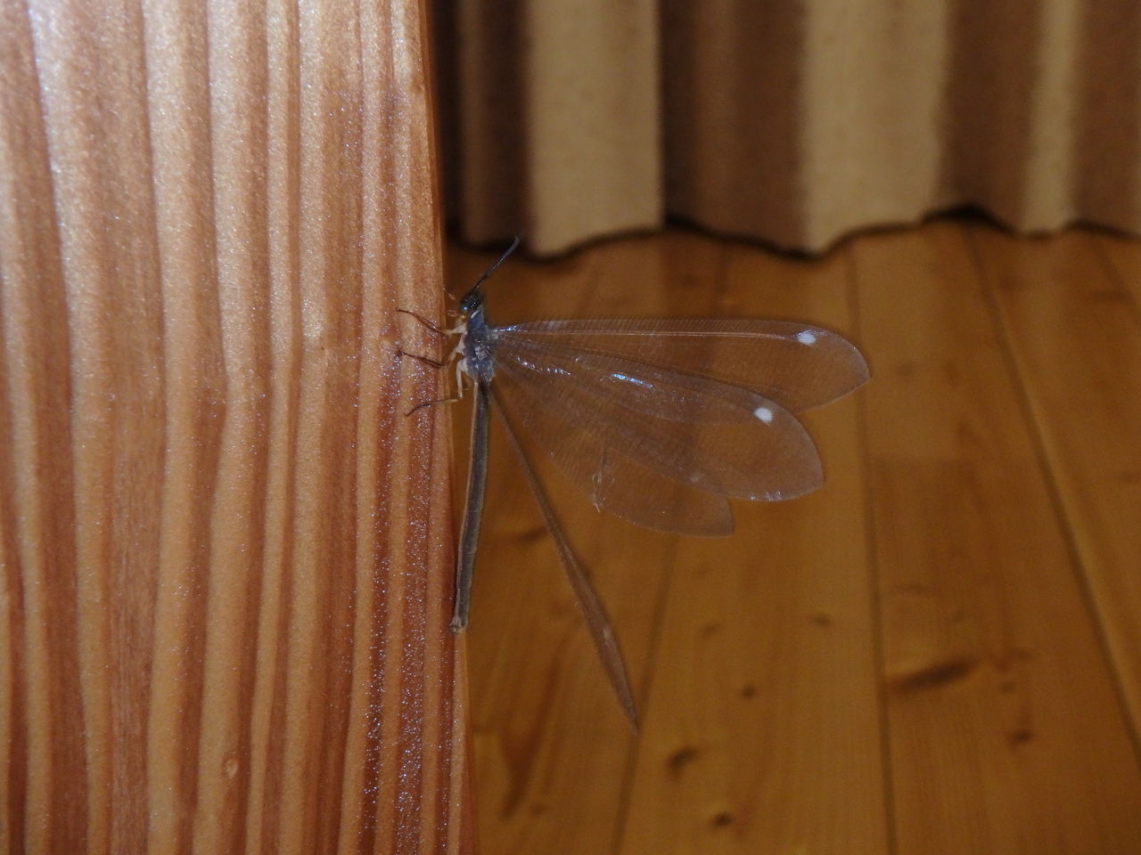 家の中に舞い込んできたウスバカゲロウ 大小迫 つむぎの家