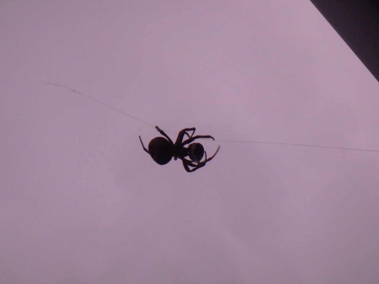 小石で重心を取るオニグモの知恵 大小迫 つむぎの家