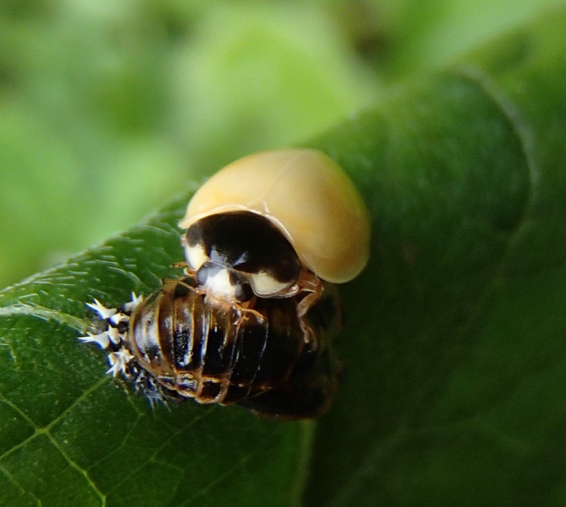 ナナホシテントウの羽化 大小迫 つむぎの家