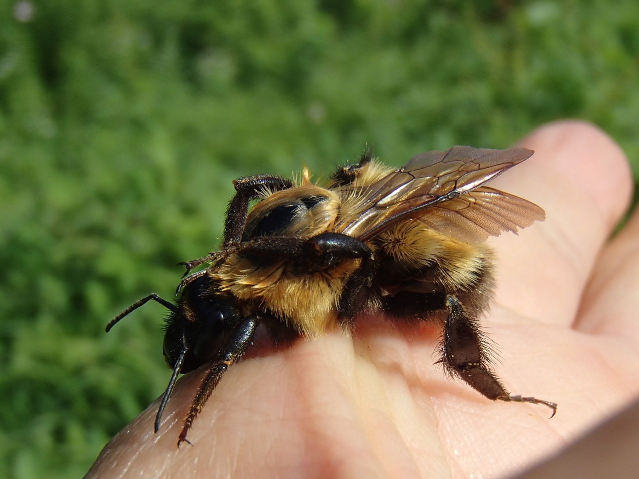 毛づくろいするクマバチ 大小迫 つむぎの家