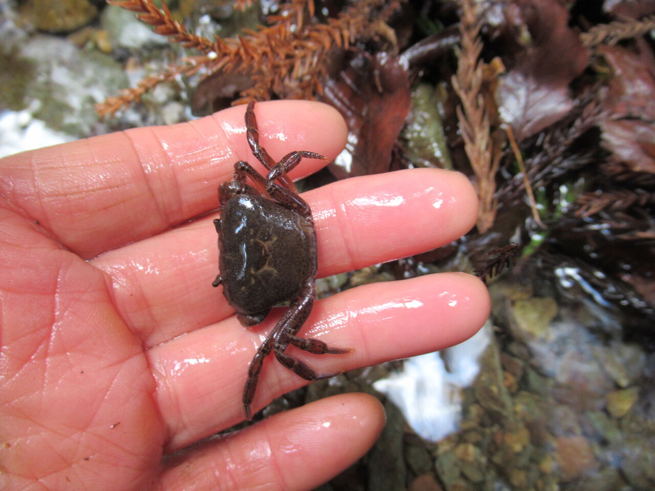 水辺の生き物 大小迫 つむぎの家 水辺の生き物 大小迫 つむぎの家
