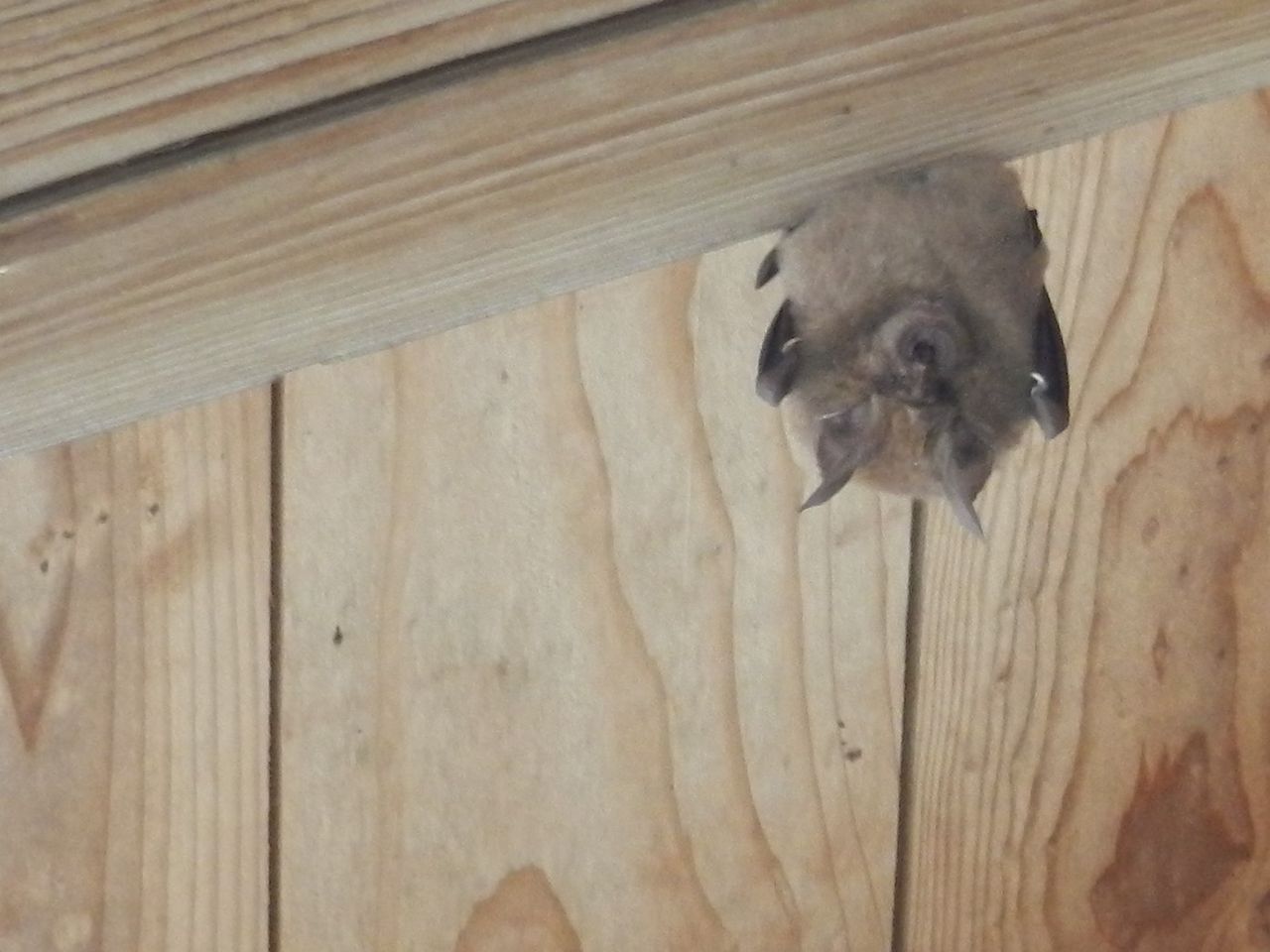 長屋にいた キクガシラコウモリ 大小迫 つむぎの家 長屋にいた キクガシラコウモリ 大小迫 つむぎの家
