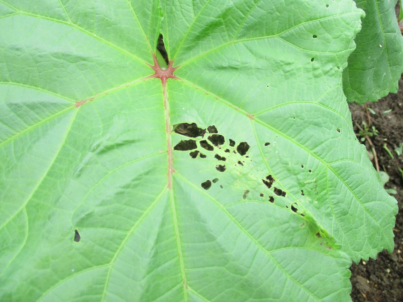 オクラの害虫 ワタノメイガ 大小迫 つむぎの家 オクラの害虫 ワタノメイガ 大小迫 つむぎの家