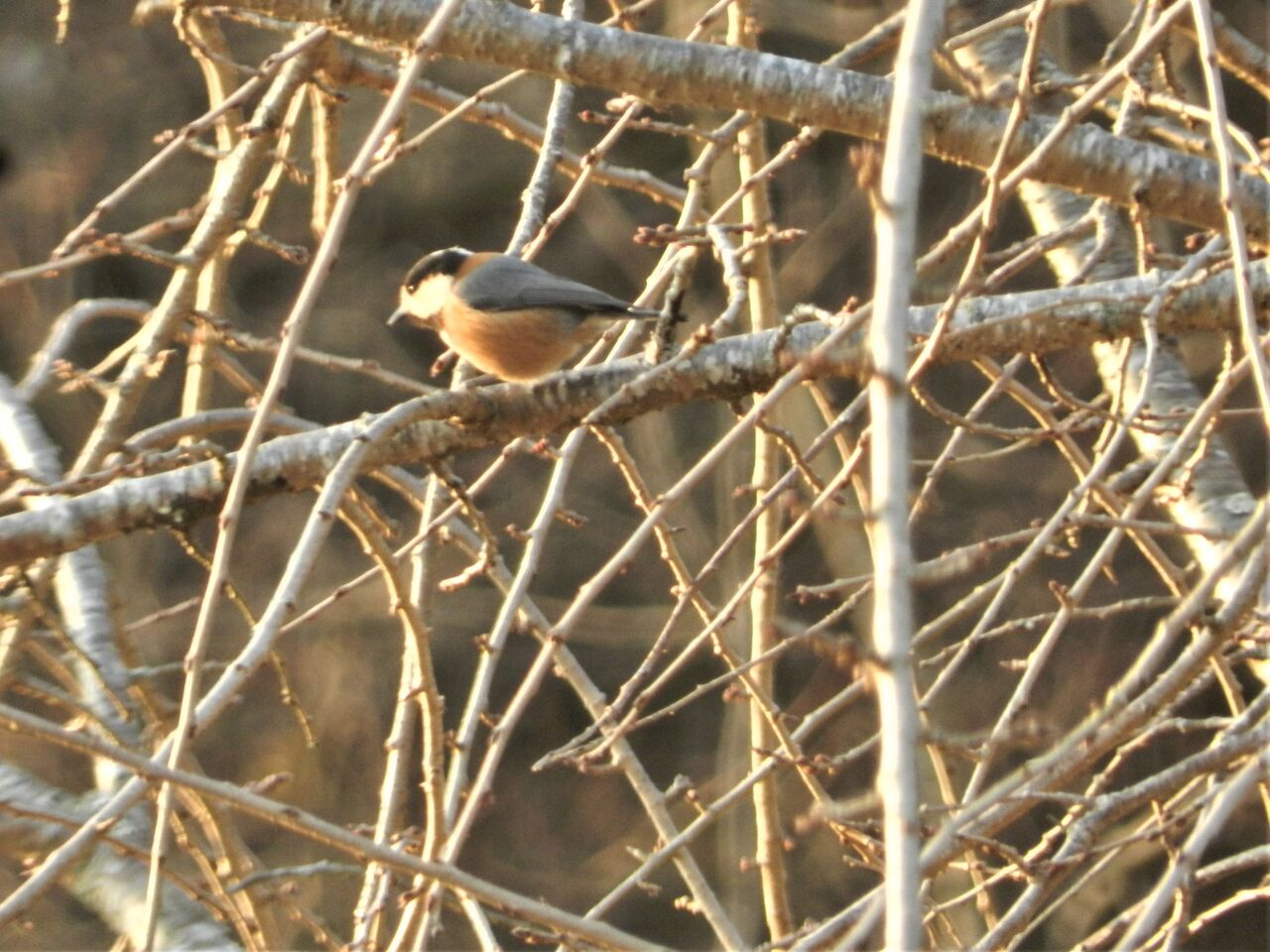 エサ台にやってきた野鳥 大小迫 つむぎの家