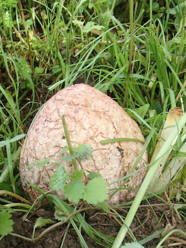 巨大キヌガサタケでした 直径7 の白球 大小迫 つむぎの家 巨大キヌガサタケでした 直径7 の白球 大小迫 つむぎの家