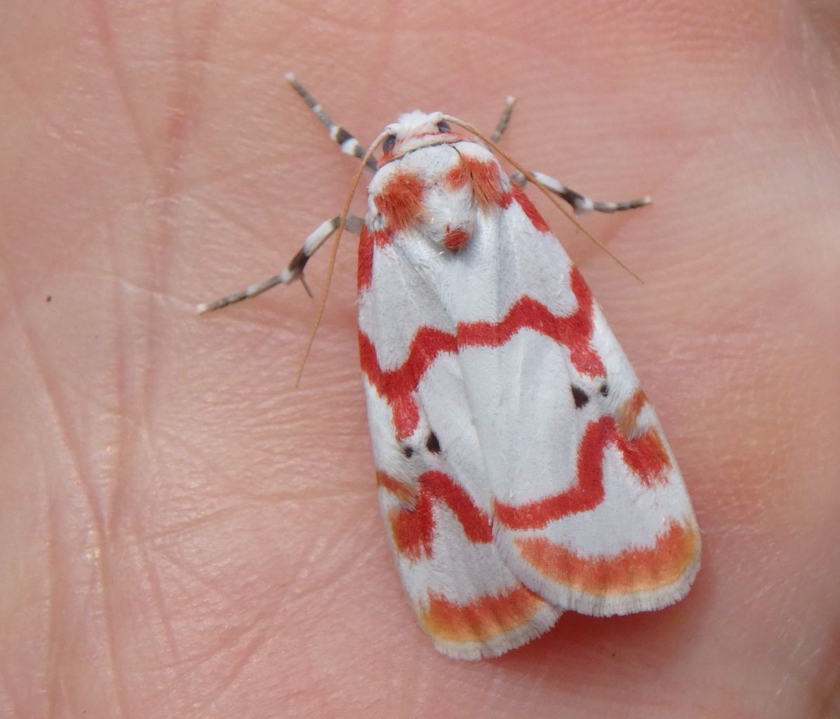 美しい蛾 アカスジシロコケガ 大小迫 つむぎの家 美しい蛾 アカスジシロコケガ 大小迫 つむぎの家