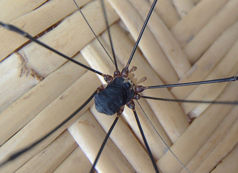 ザトウムシ 大小迫 つむぎの家