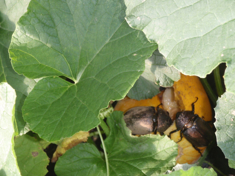 ハウスの訪問者 カブトムシ 大小迫 つむぎの家