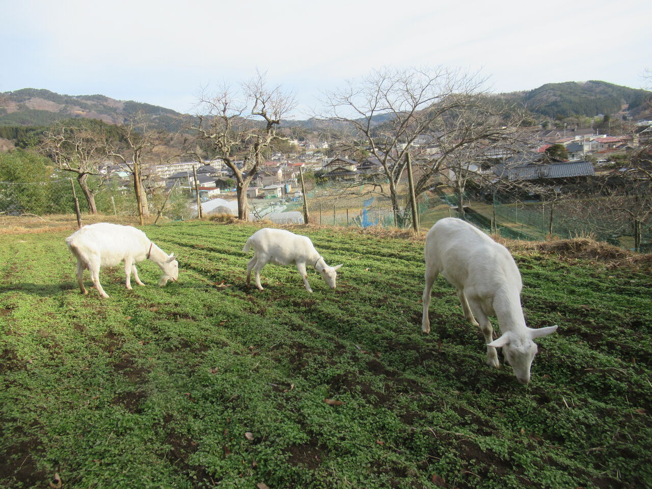 つむぎの家の ヤギたちは今 大小迫 つむぎの家