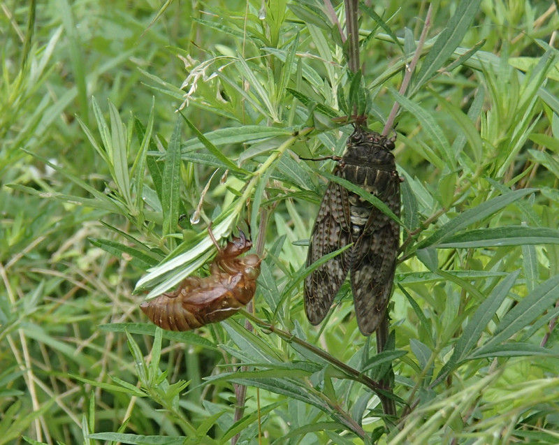 夏の歌い手 セミ 大小迫 つむぎの家