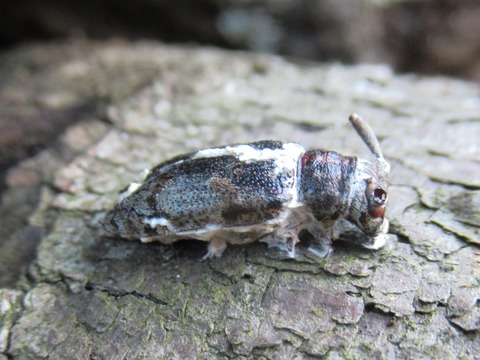クマゼミに寄生する冬虫夏草を見たくて石垣島へ｜うごめ紀