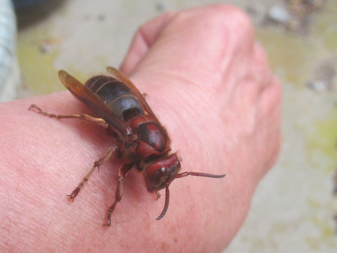 チャイロスズメバチの女王バチ 大小迫 つむぎの家