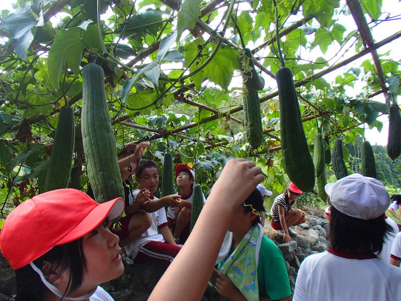 ヘチマと植樹の観察 五感を使って自然を観る 大小迫 つむぎの家