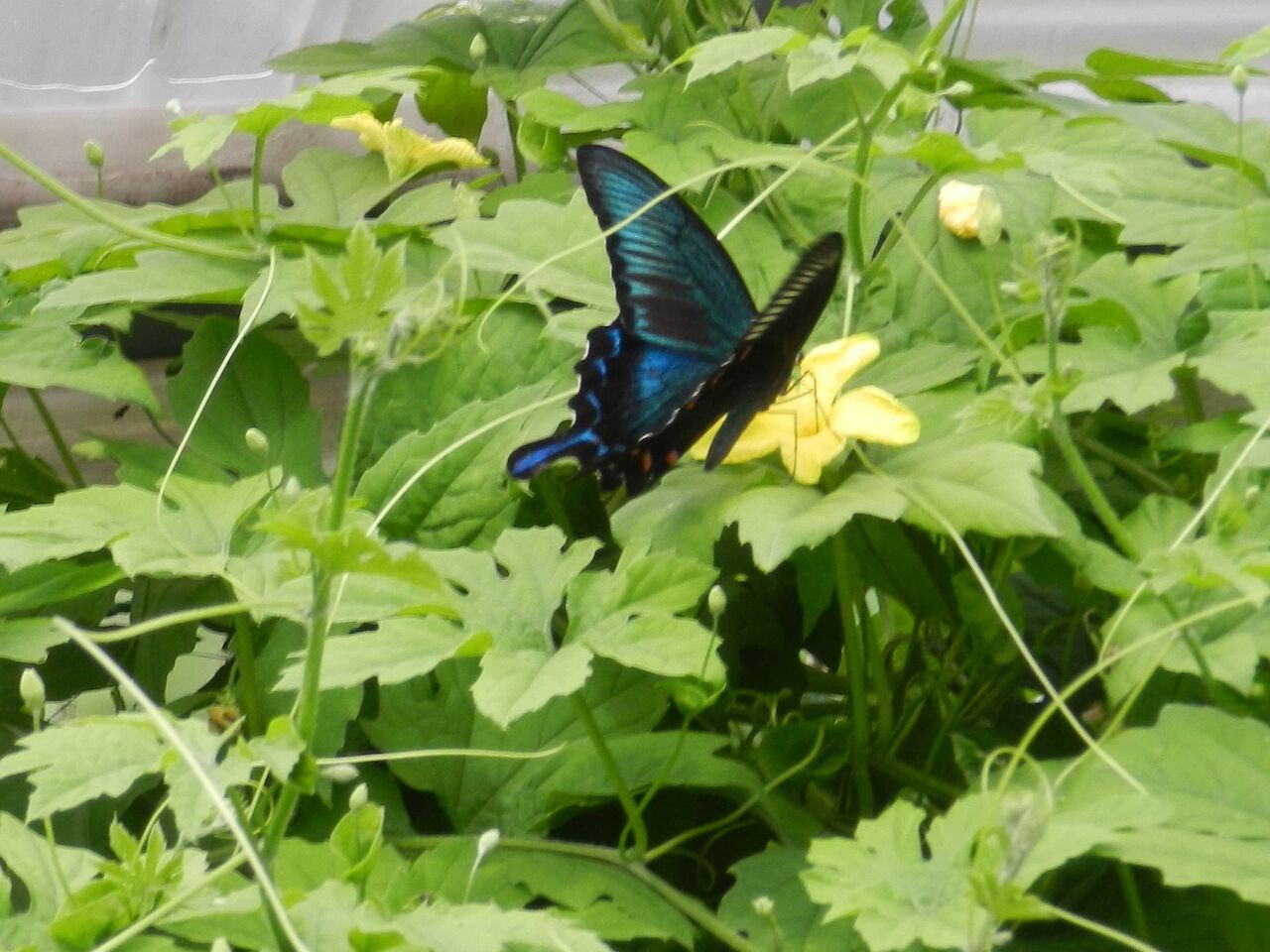 花と虫の饗宴 大小迫 つむぎの家