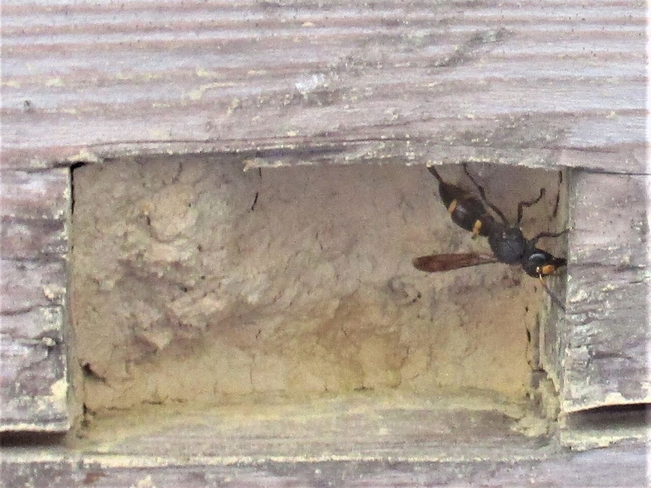 エントツドロバチの巣作り その2 大小迫 つむぎの家