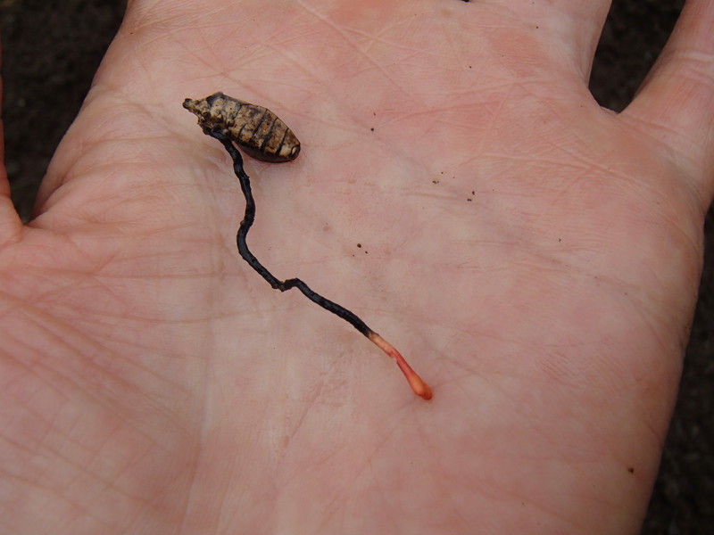 冬虫夏草 カメムシタケ 大小迫 つむぎの家