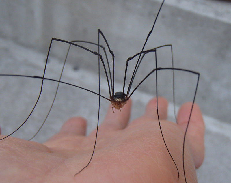 ザトウムシ 大小迫 つむぎの家 ザトウムシ 大小迫 つむぎの家