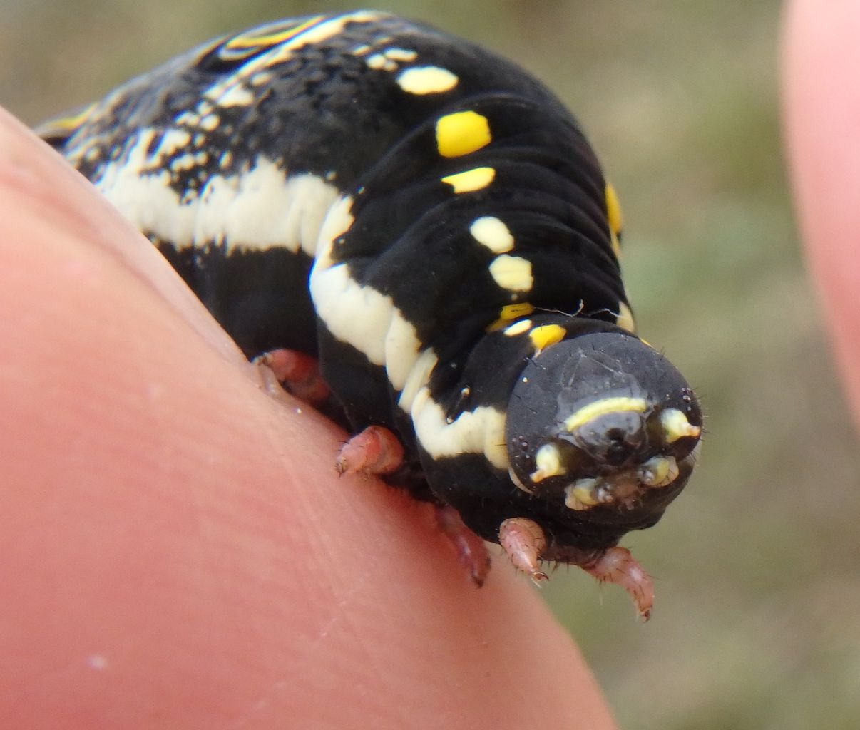 セスジスズメ 蛾 の終齢幼虫 大小迫 つむぎの家