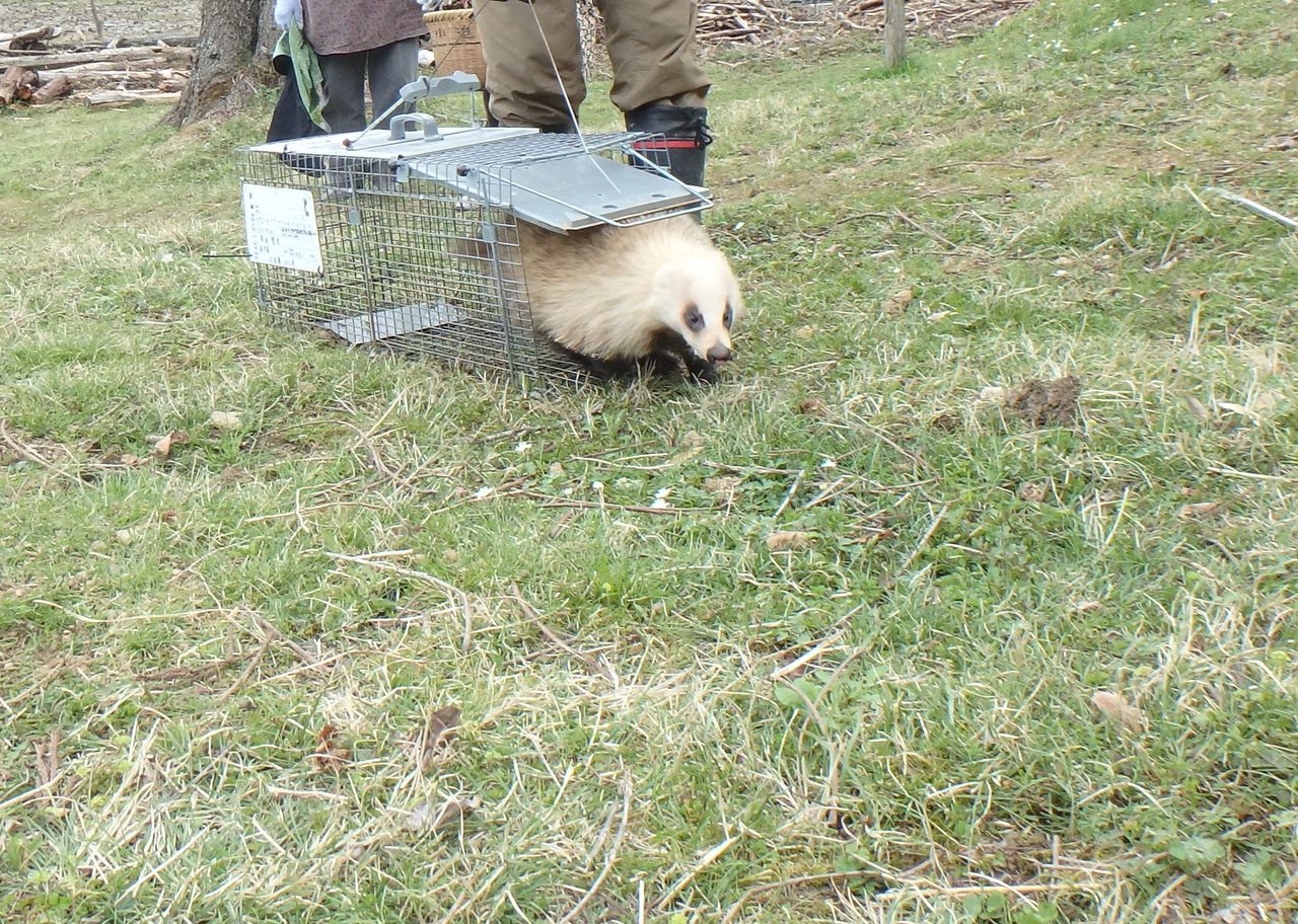 捕獲機に今度は ニホンアナグマ が 大小迫 つむぎの家 捕獲機に今度は ニホンアナグマ が 大小迫 つむぎの家