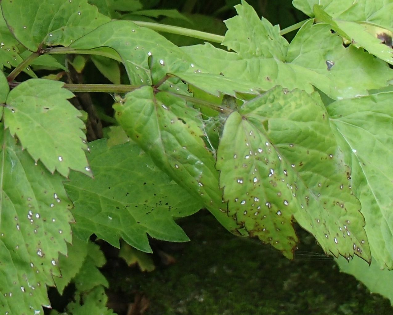 終齢幼虫から蛹へ アカタテハ その２ 大小迫 つむぎの家
