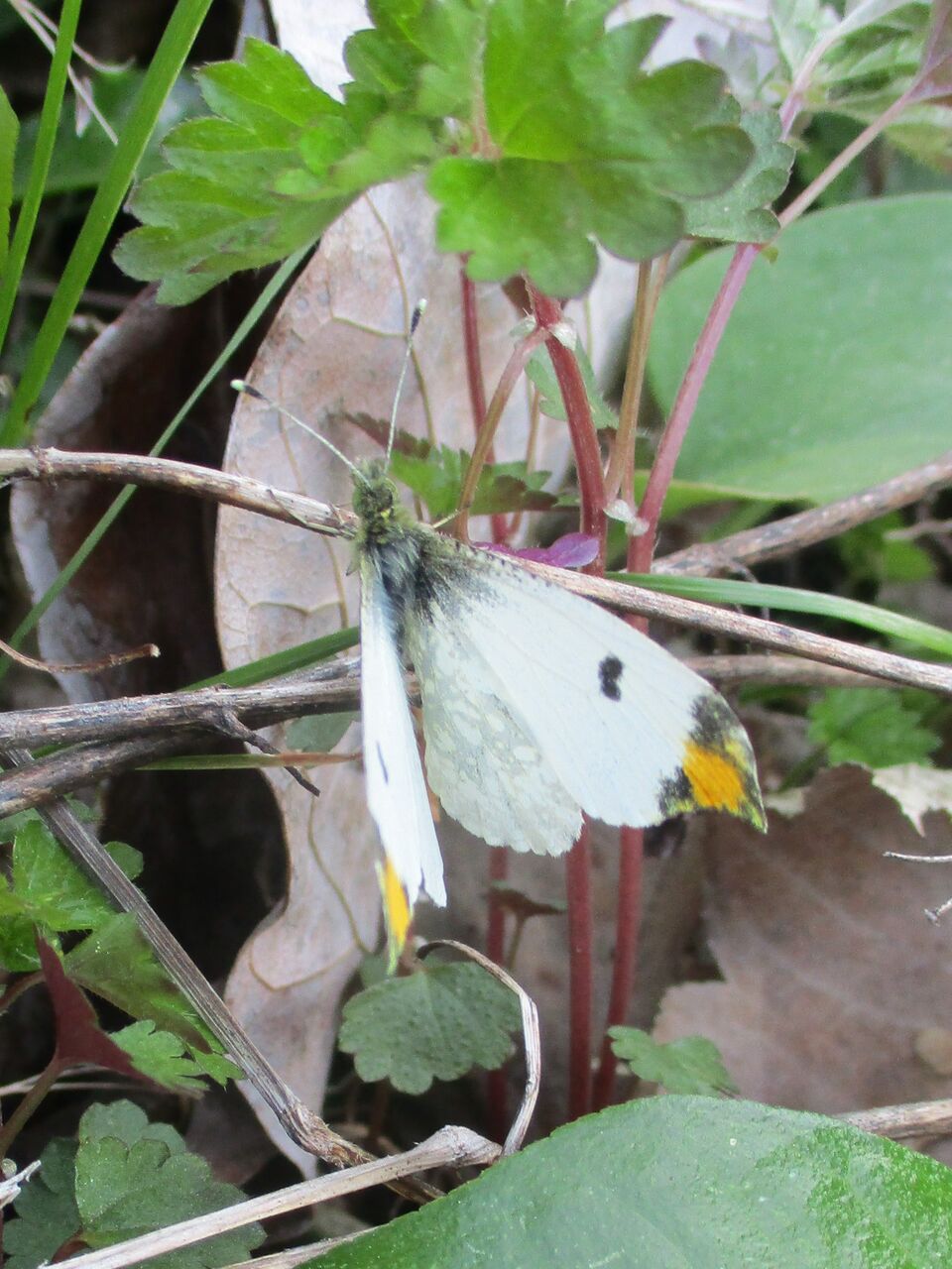 ツマキチョウ シロチョウ科 大小迫 つむぎの家