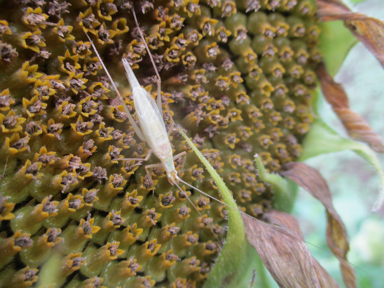 カンタン マツムシ科 の交尾 大小迫 つむぎの家