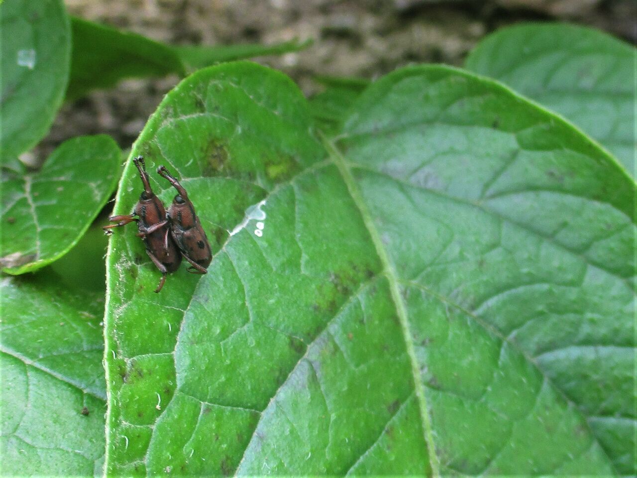 交尾中のトホシオサゾウムシ」初見 : 大小迫 つむぎの家