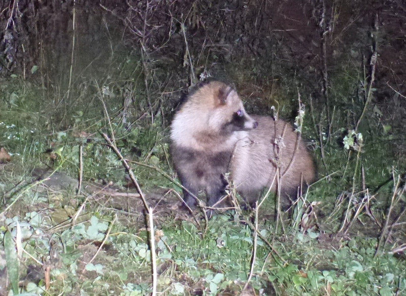 夜中の訪問者 タヌキ 大小迫 つむぎの家